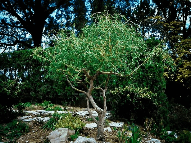 Японски градински растения и дървета japanische-gartenpflanzen-und-baume-05-2