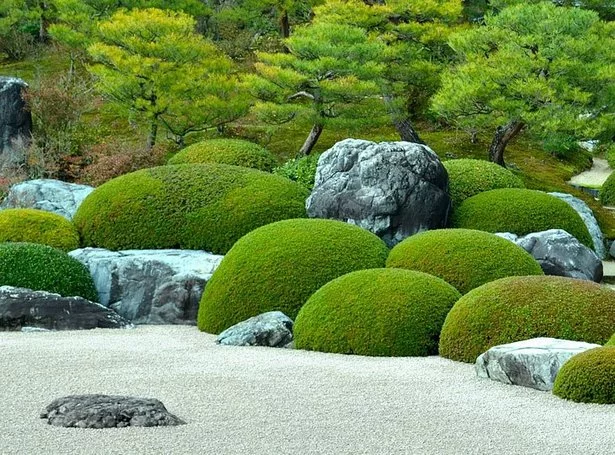 Японски градински растения и дървета japanische-gartenpflanzen-und-baume-05_12-5