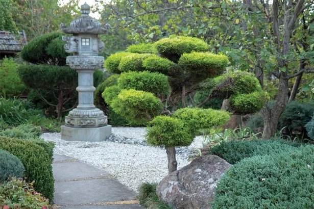 Японски градински растения и дървета japanische-gartenpflanzen-und-baume-05_18-11