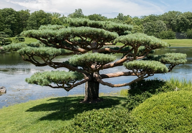 Японски градински растения и дървета japanische-gartenpflanzen-und-baume-05_2-13