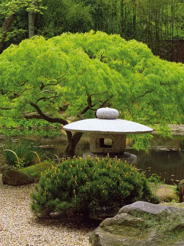Японски градински растения и дървета japanische-gartenpflanzen-und-baume-05_3-14