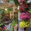 Идеи за цветя на вътрешния двор